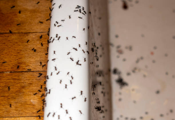 Reliable Kennesaw, GA Pest Control Solutions