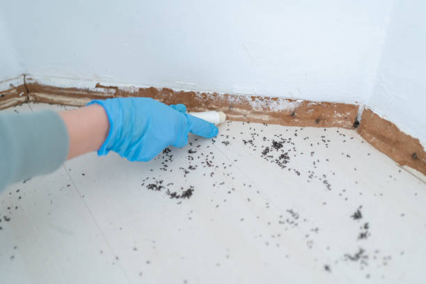 Best Local Pest Control Services  in Kennesaw, GA